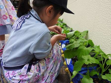 １年生 朝顔の観察 日々のリリーベール 学校法人リリー文化学園 リリーベール小学校