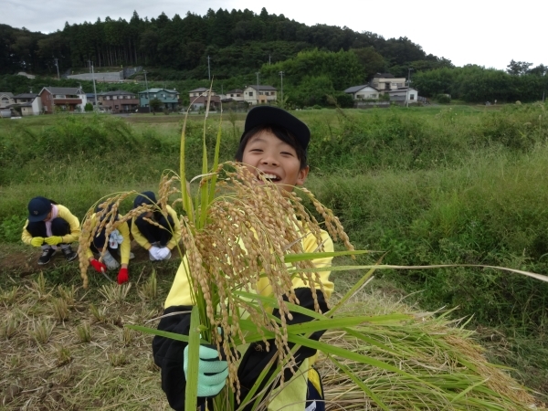 稲刈り!