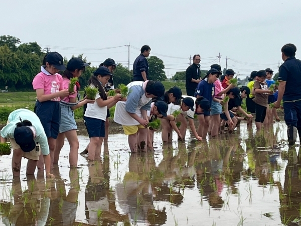 ５年生　田植え体験に挑戦！