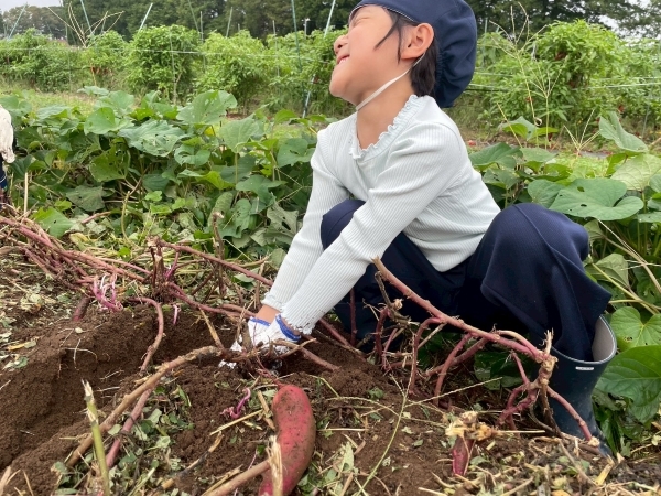 LINE_ALBUM_1年生 芋掘り_251016_7.jpg